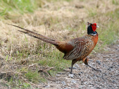 Fasan - Pheasant (Phasianus colchicus)