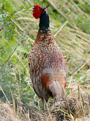 Fasan - Pheasant (Phasianus colchicus)