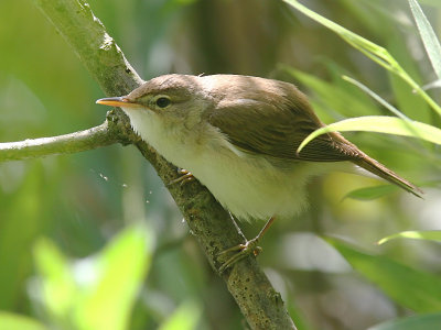 Rrsngare - Reed Warbler (Acrocephalus scirpaceus)