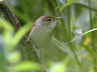 Rrsngare - Reed Warbler (Acrocephalus scirpaceus)