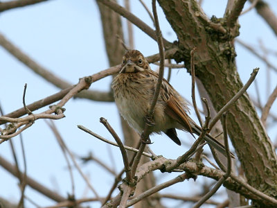 Svsparv - Reed Bunting (Emberiza schoeniclus)