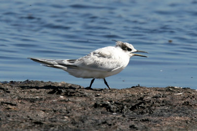 Kentsk trna - Sandwich Tern (Sterna sandvicensis)