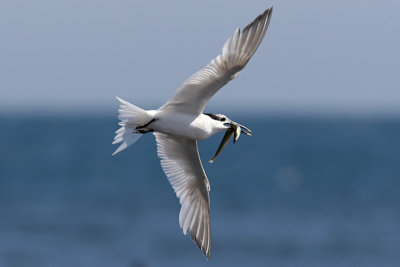 Kentsk trna - Sandwich Tern (Sterna sandvicensis)