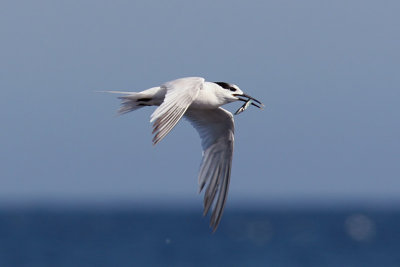 Kentsk trna - Sandwich Tern (Sterna sandvicensis)