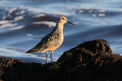 Kustsnppa - Knot (Calidris canutus)