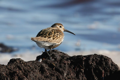 Krrsnppa - Dunlin (Calidris alpina)