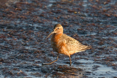 Spovsnppa - Curlew Sandpiper (Calidris ferruginea)