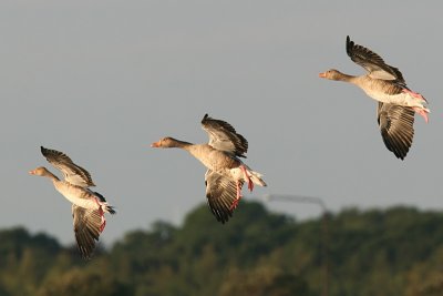 Grgs - Greylag Goose (Anser anser)