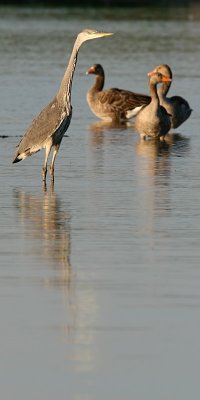 Grhger - Grey Heron (Ardea cinerea)