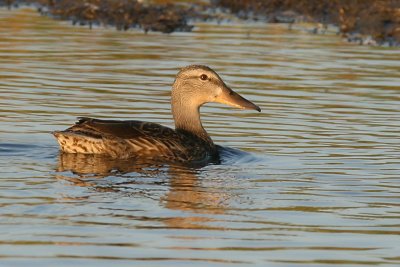 Grsand - Mallard (Anas platyrhynchos)