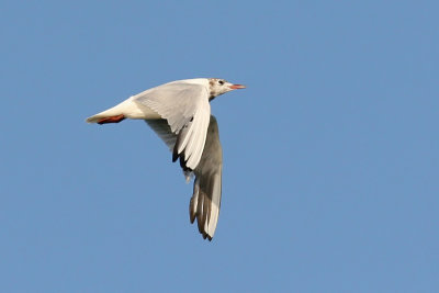 Skrattms - Black-headed Gull (Larus ridibundus)