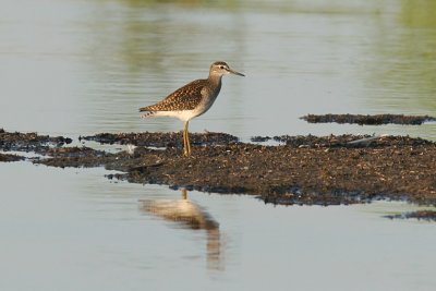 Grnbena - Wood Sandpiper (Tringa glareola)