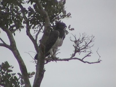 030117 f Martial eagle Kruger NP.jpg