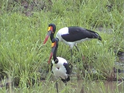 030118 lll Saddle-billed stork Kruger NP.jpg