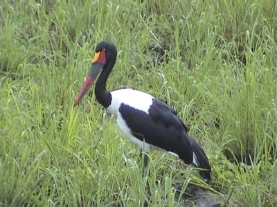 030118 mmm Saddle-billed stork Kruger NP.jpg
