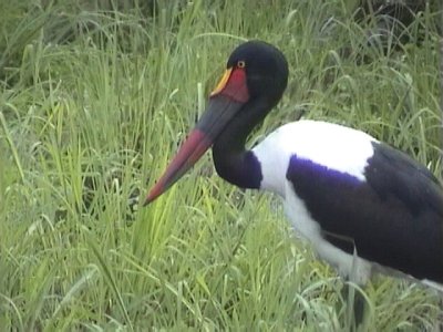 030118 nn Saddle-billed stork Kruger NP.jpg