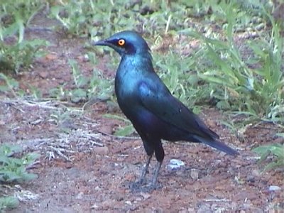 030118 ooo Greater blue-eared starling Kruger NP.jpg