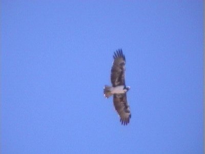 030125 ff Martial eagle Brandvlei-Calvinia.jpg
