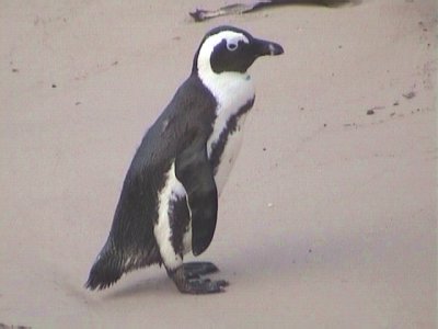 030128 l African penguin Cape of good hope.jpg