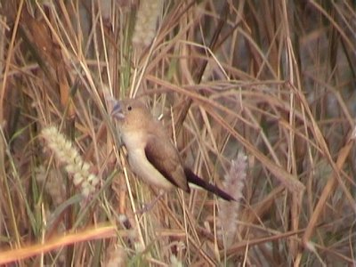 African silverbill1.jpg