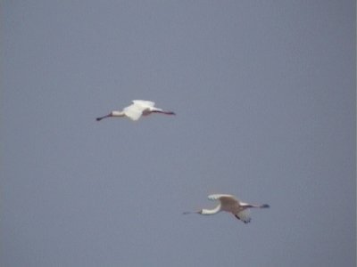 African spoonbill.jpg