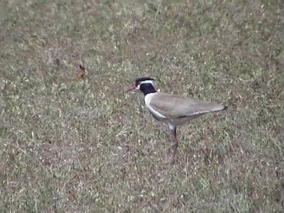 Black headed plover.jpg