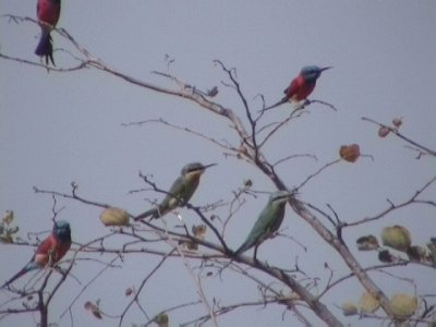 Blue-cheeked bee-eater o Northern carmine bee-eater.jpg