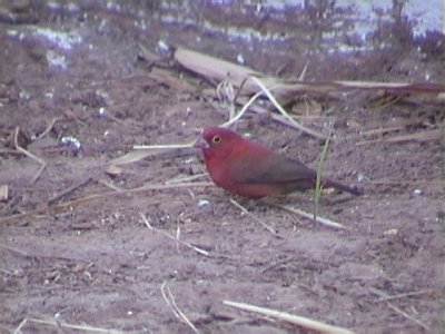Red billed firefinch.jpg