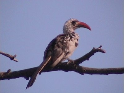 Red-billed hornbill.jpg