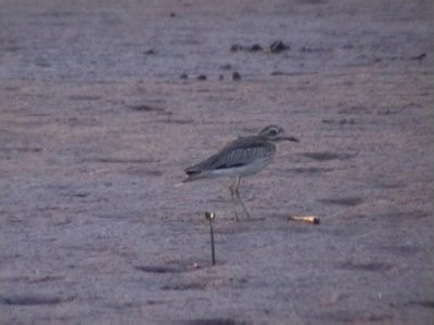 Senegal thick-knee.jpg