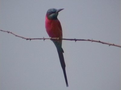 Northern carmine bee-eater.jpg