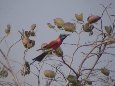 Northern carmine bee-eater4.jpg