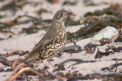 041013 Mistle Thrush.jpg