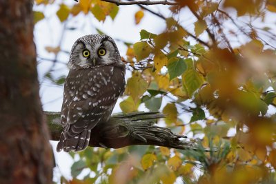 Prluggla - Tengmalm's Owl (Aegolius funereus)