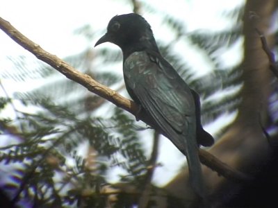 060316 j Asian drongo-cuckoo Sabang.JPG
