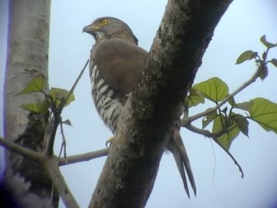 060317 h Crested goshawk St Pauls National park.JPG