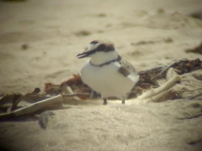 060317 mm Malaysian plover St pauls National park.JPG