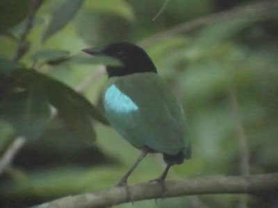 060317 sss Hooded pitta St pauls National park.JPG