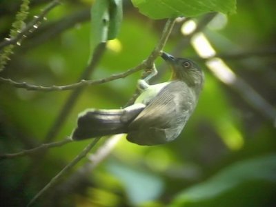 060323 kk Black-crowned babbler Rajah Sikatuna NP.JPG