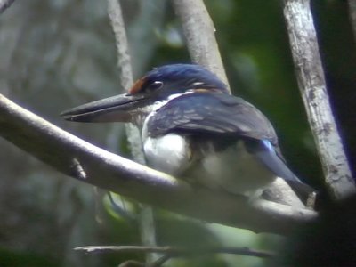 060323 p Rufous-lored kingfisher Rajah Sikatuna NP.JPG