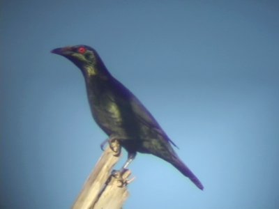 060324 l Asian glossy starling Tabunan Cebu.JPG