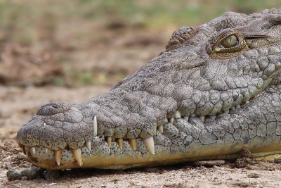Nile crocodile - (Crocodylus niloticus )