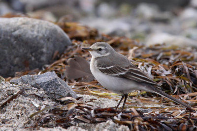Citronärla - Citrine Wagtail (Motacilla citreola)