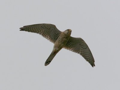 Tornfalk - Kestrel (Falco tinnunculus)