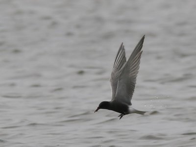 Svarttrna - Black Tern (Chlidonias niger)