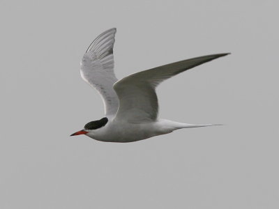 Fisktrna - Common Tern (Sterna hirundo)