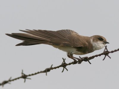 Backsvala - Sand Martin (Riparia riparia)