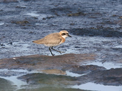 kenpipare - Greater Sand Plover (Charadrius leschenaultii)