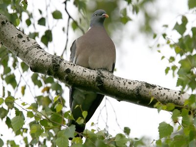 Ringduva - Woodpigeon (Columba palumbus)