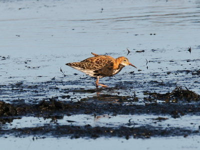 Brushane - Ruff (Philomachus pugnax)